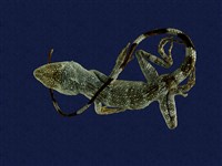 藏品(琉球攀蜥)的圖片